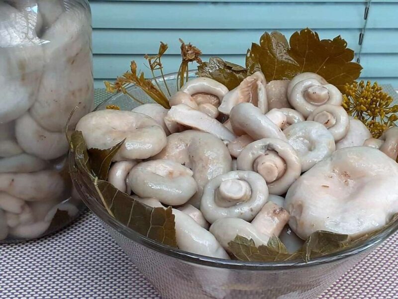 Маринованные белые грузди на зиму